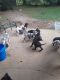Great Dane Puppies for sale in Forest, MS 39074, USA. price: $500