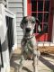 Great Dane Puppies for sale in Chester, MD, USA. price: NA