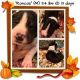 Great Dane Puppies for sale in Roanoke, VA, USA. price: NA