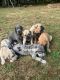 Great Dane Puppies for sale in Bloomington, IN, USA. price: NA