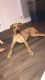 Great Dane Puppies for sale in Middletown, OH, USA. price: $600