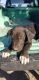 Great Dane Puppies for sale in Modesto, CA 95356, USA. price: NA