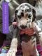 Great Dane Puppies for sale in Zanesville, OH 43701, USA. price: NA