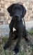 Great Dane Puppies for sale in Keller, TX 76244, USA. price: $800