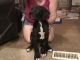 Great Dane Puppies for sale in Justin, TX 76247, USA. price: NA