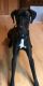 Great Dane Puppies for sale in Kewaskum, WI 53040, USA. price: $800