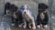 Great Dane Puppies for sale in Ewa Beach, HI, USA. price: NA