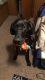 Great Dane Puppies for sale in Pittsburg, KS 66762, USA. price: NA
