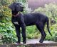 Great Dane Puppies for sale in Pavoorchatram, Tamil Nadu 627808, India. price: 20001 INR