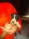 Great Dane Puppies for sale in Trion, GA 30753, USA. price: NA