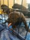 Great Dane Puppies for sale in WHT SETTLEMT, TX 76108, USA. price: NA