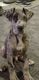 Great Dane Puppies for sale in North Ridgeville, OH, USA. price: $900