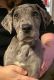 Great Dane Puppies for sale in Buckingham County, VA, USA. price: NA