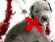 Great Dane Puppies for sale in 114-34 121st St, Jamaica, NY 11420, USA. price: NA
