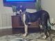 Great Dane Puppies for sale in Fort Worth, TX, USA. price: $1,800