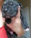 Great Dane Puppies for sale in Albuquerque, NM 87121, USA. price: NA