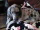 Great Dane Puppies for sale in Spring Hill, FL, USA. price: NA