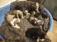 Great Dane Puppies for sale in Lowden, IA 52255, USA. price: NA