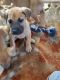 Great Dane Puppies for sale in Killen, AL 35645, USA. price: NA