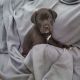 Great Dane Puppies for sale in Milton, FL, USA. price: NA