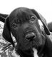 Great Dane Puppies for sale in Johnston, RI 02919, USA. price: NA