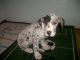 Great Dane Puppies for sale in Kalamazoo, MI, USA. price: $500