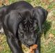 Great Dane Puppies for sale in Athens, OH 45701, USA. price: NA