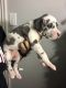 Great Dane Puppies for sale in League City, TX, USA. price: NA