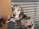 Great Dane Puppies for sale in Kalamazoo, MI, USA. price: $500