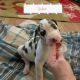 Great Dane Puppies for sale in St Joseph, MO, USA. price: NA