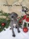 Great Dane Puppies for sale in Clinchport, VA 24244, USA. price: NA