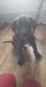 Great Dane Puppies for sale in Clarinda, IA 51632, USA. price: $300