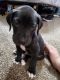 Great Dane Puppies for sale in Clinton Twp, MI, USA. price: $700