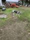 Great Dane Puppies for sale in Wilsonville, OR, USA. price: $500