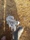 Great Dane Puppies for sale in Sulphur Springs, AR, USA. price: NA