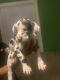 Great Dane Puppies for sale in Del Valle St, Del Valle, TX 78617, USA. price: NA