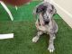 Great Dane Puppies for sale in Menifee, CA, USA. price: NA