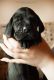 Great Dane Puppies for sale in Poland, NY, USA. price: NA