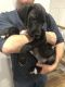 Great Dane Puppies for sale in Festus, MO, USA. price: $800