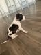 Great Dane Puppies for sale in Dallas, TX 75251, USA. price: NA