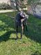 Great Dane Puppies for sale in Katy, TX, USA. price: NA