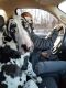 Great Dane Puppies for sale in Ontarioville, IL 60103, USA. price: NA