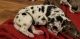 Great Dane Puppies for sale in Las Vegas, NV, USA. price: NA