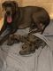 Great Dane Puppies for sale in New Orleans, LA, USA. price: $1,250