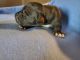 Great Dane Puppies for sale in Salem, VA 24153, USA. price: $600