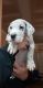 Great Dane Puppies for sale in Lebanon, TN, USA. price: NA