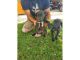 Great Dane Puppies for sale in San Diego, CA, USA. price: NA