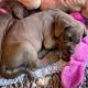 Great Dane Puppies for sale in Honolulu, HI, USA. price: NA