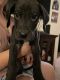Great Dane Puppies for sale in Pueblo West, CO, USA. price: NA