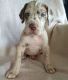 Great Dane Puppies for sale in Newport Beach, CA, USA. price: NA